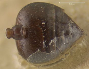 Media type: image; Entomology 20820   Aspect: abdomen ventral view